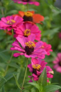 Close-up of pink flowering plant