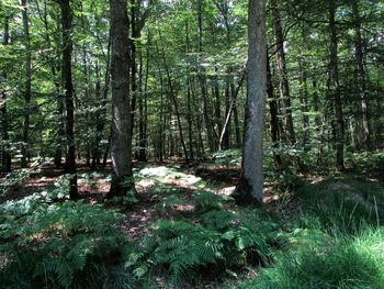 Trees in forest