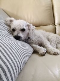 Dog resting on bed at home