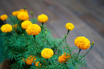 Close-up of yellow flowers