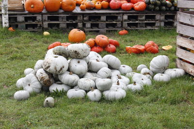 Pumpkins on field