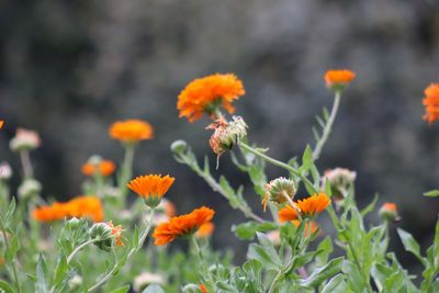 Close-up of honey bee on orange flowering plant