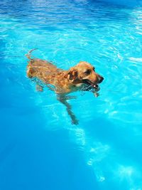 Dog swimming in pool