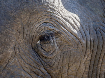 Close-up of elephant