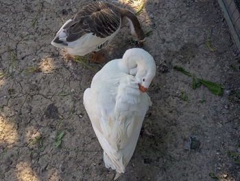 High angle view of birds