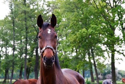 Close-up portrait of horse