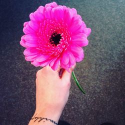 Cropped hand holding pink flower