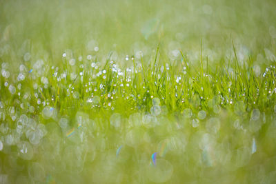 Full frame shot of plants