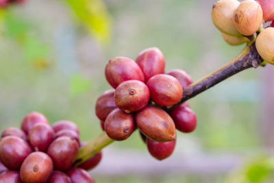 Close-up of berries growing on tree