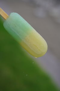 Close-up of fruit on leaf