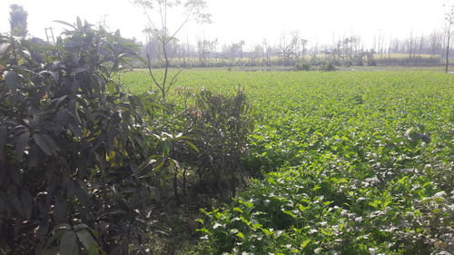 Scenic view of field against sky