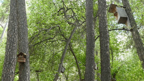 Low angle view of tree trunk in forest