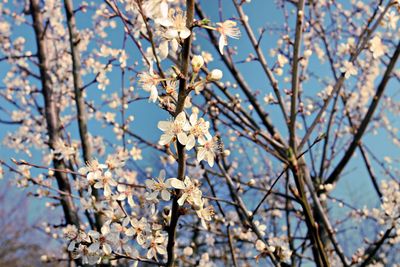 Low angle view of flowers blooming on tree