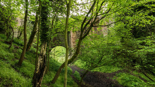 Scenic view of forest