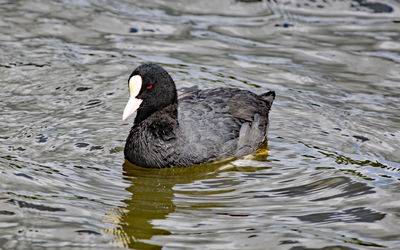 Close-up of duck swimming in lake