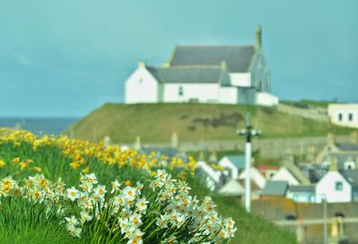 Flowers growing on field against buildings