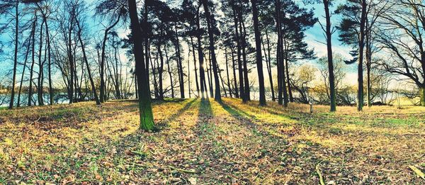 Trees in forest during autumn