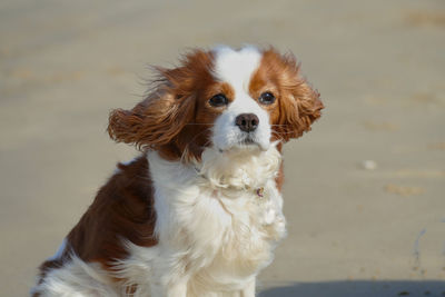 Little dog blown away on the beach