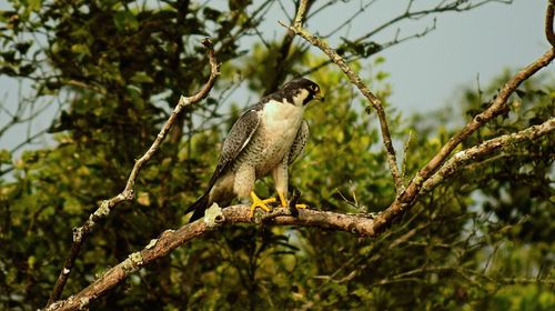 Low angle view of bird perching on tree