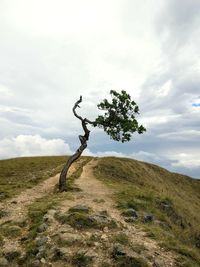 Tree on field against sky