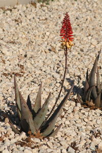 Close-up of red flowers