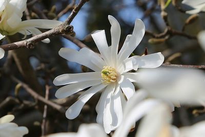 Close-up of white cherry blossom tree