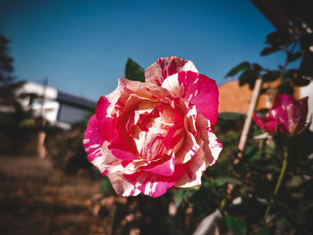 Close-up of pink rose