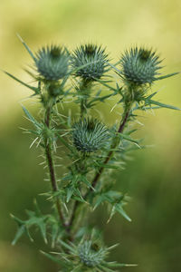 Close-up of dandelion on plant