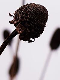 Close-up of wilted flower
