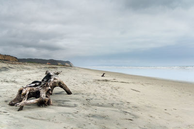 Horse on beach against sky