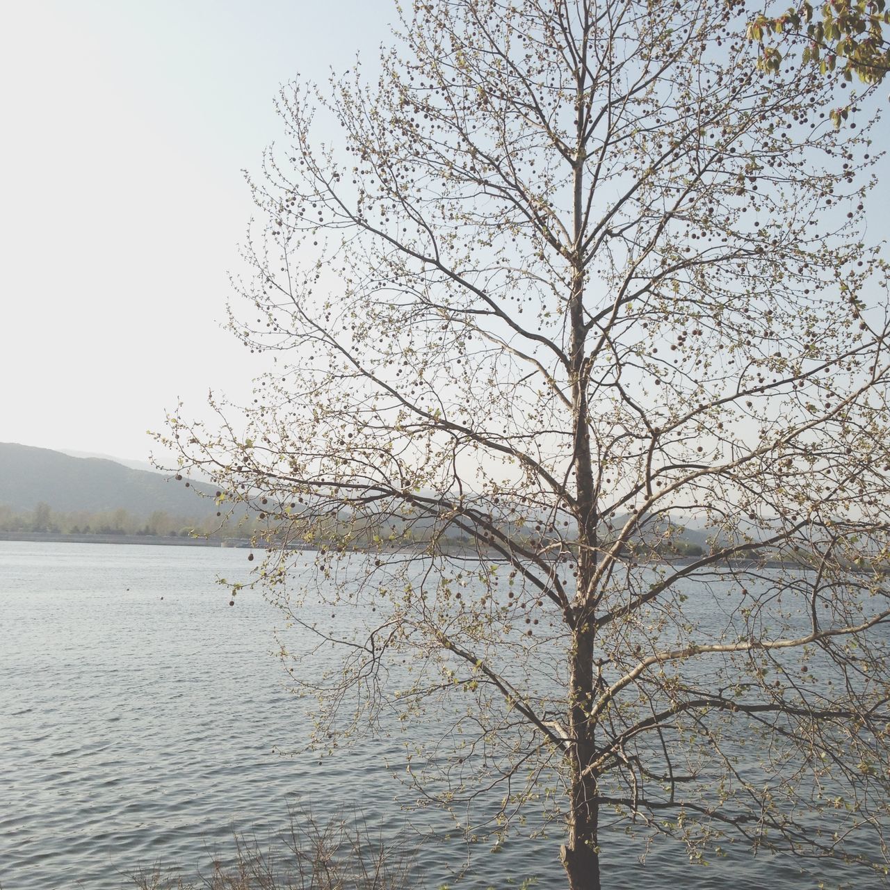 water, tranquility, tranquil scene, tree, bare tree, scenics, beauty in nature, nature, waterfront, clear sky, lake, branch, rippled, sky, river, idyllic, day, non-urban scene, outdoors, sea