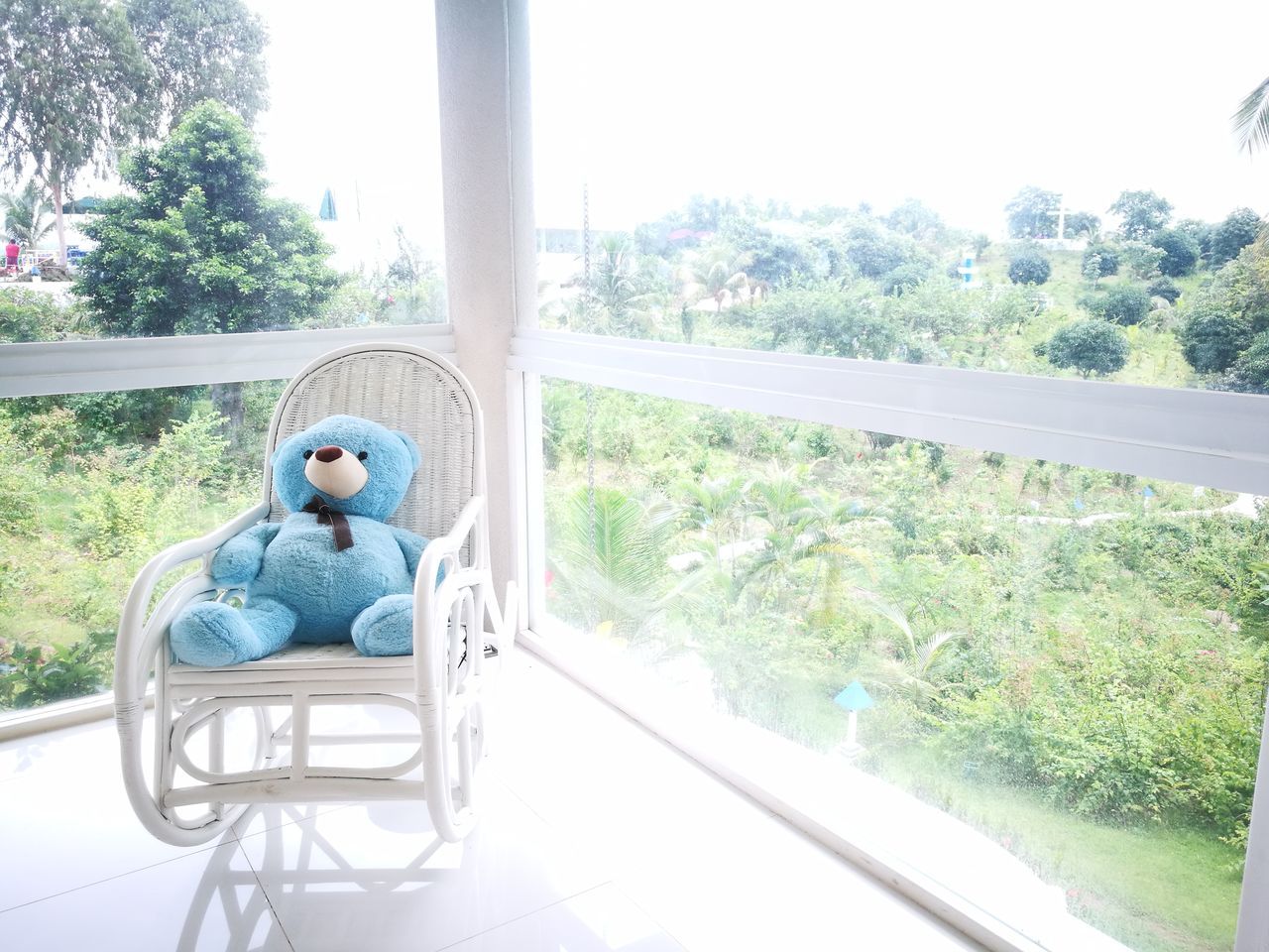 Blue teddy