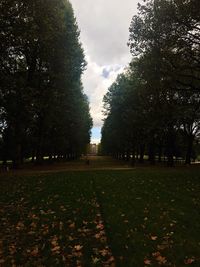 Trees against sky