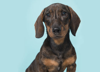 Close-up portrait of dog against blue background