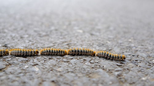 Close-up of caterpillar on land