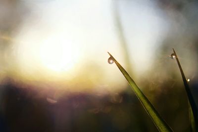 Close-up of sun shining through tree