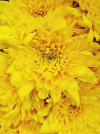 Close-up of yellow flower