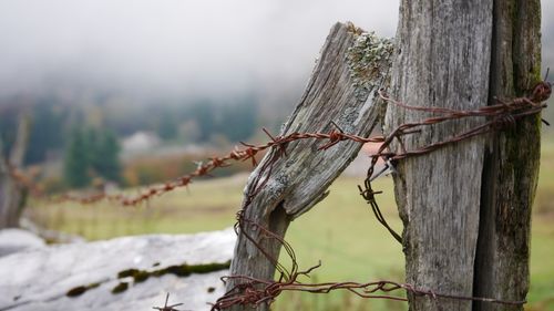 Close-up of tree trunk