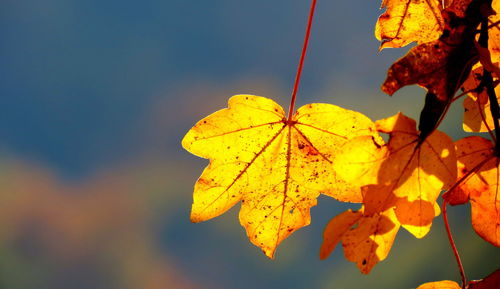 Close-up of yellow maple leaves against sky