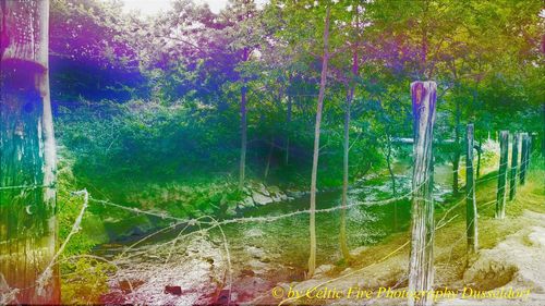 Plants and trees on field in forest