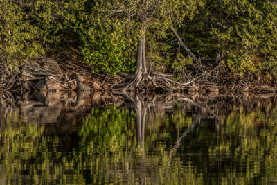 Reflection of trees in water