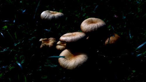 Close-up of mushrooms