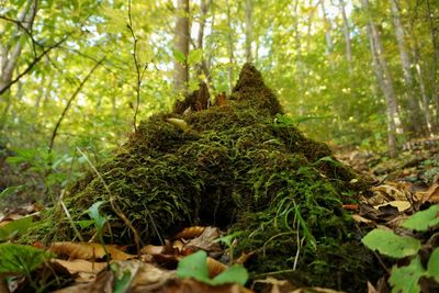 Surface level of trees and plants in forest