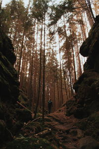 Rear view of man standing in forest during autumn