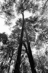 Low angle view of trees