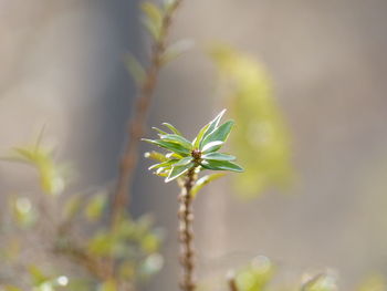 Close-up of plant