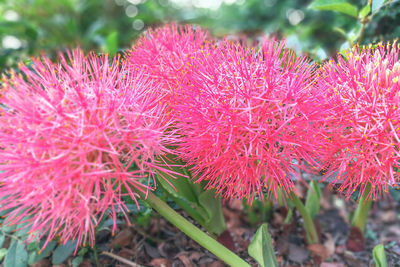 Close-up of red flowers blooming outdoors