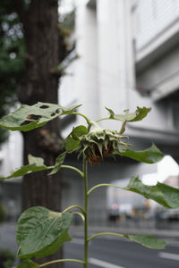 Close-up of plant against building