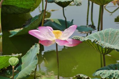 Close-up of lotus water lily