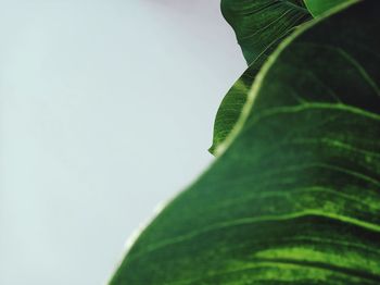 Close-up of fresh green leaves against sky